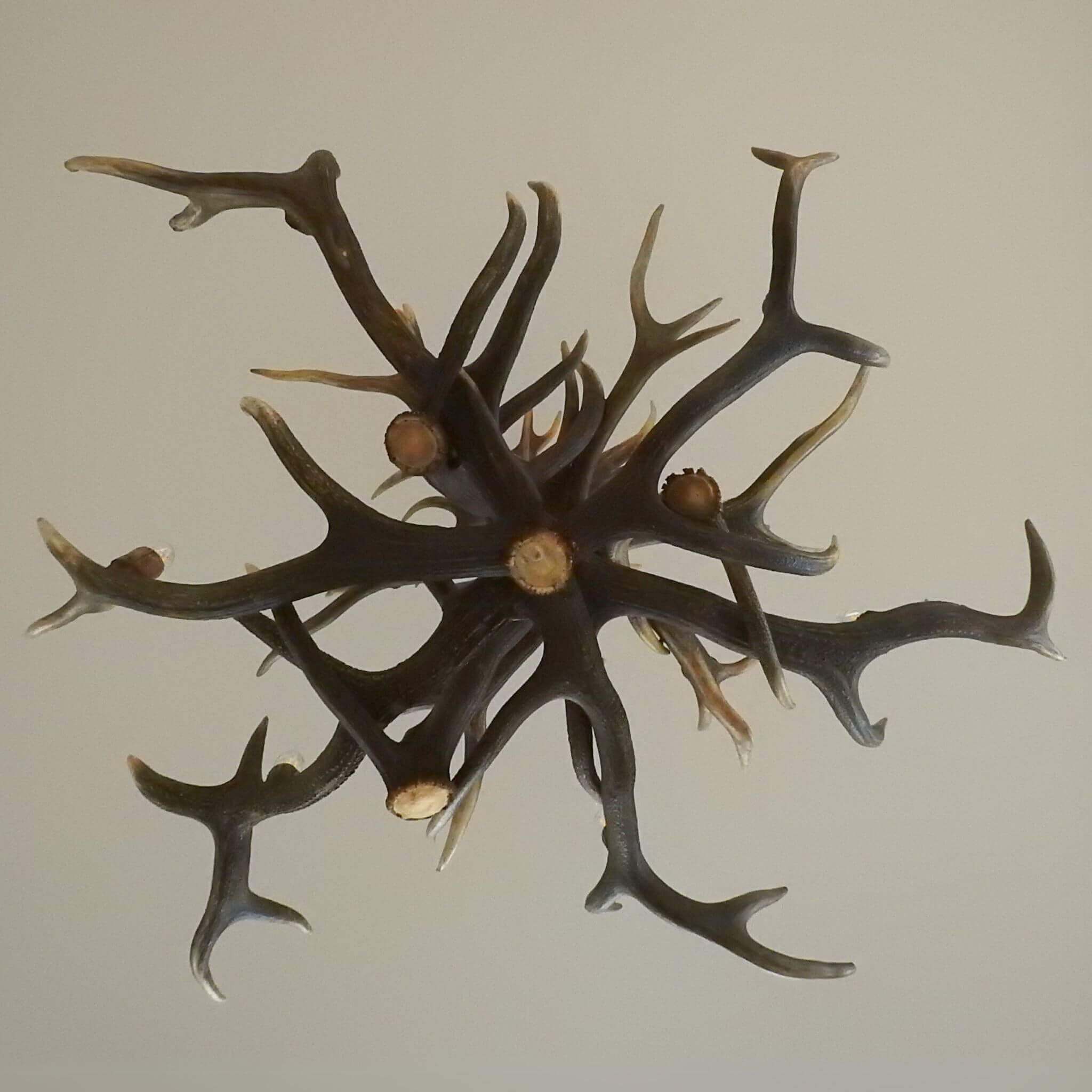 Antler chandelier with arms, view from the bottom.