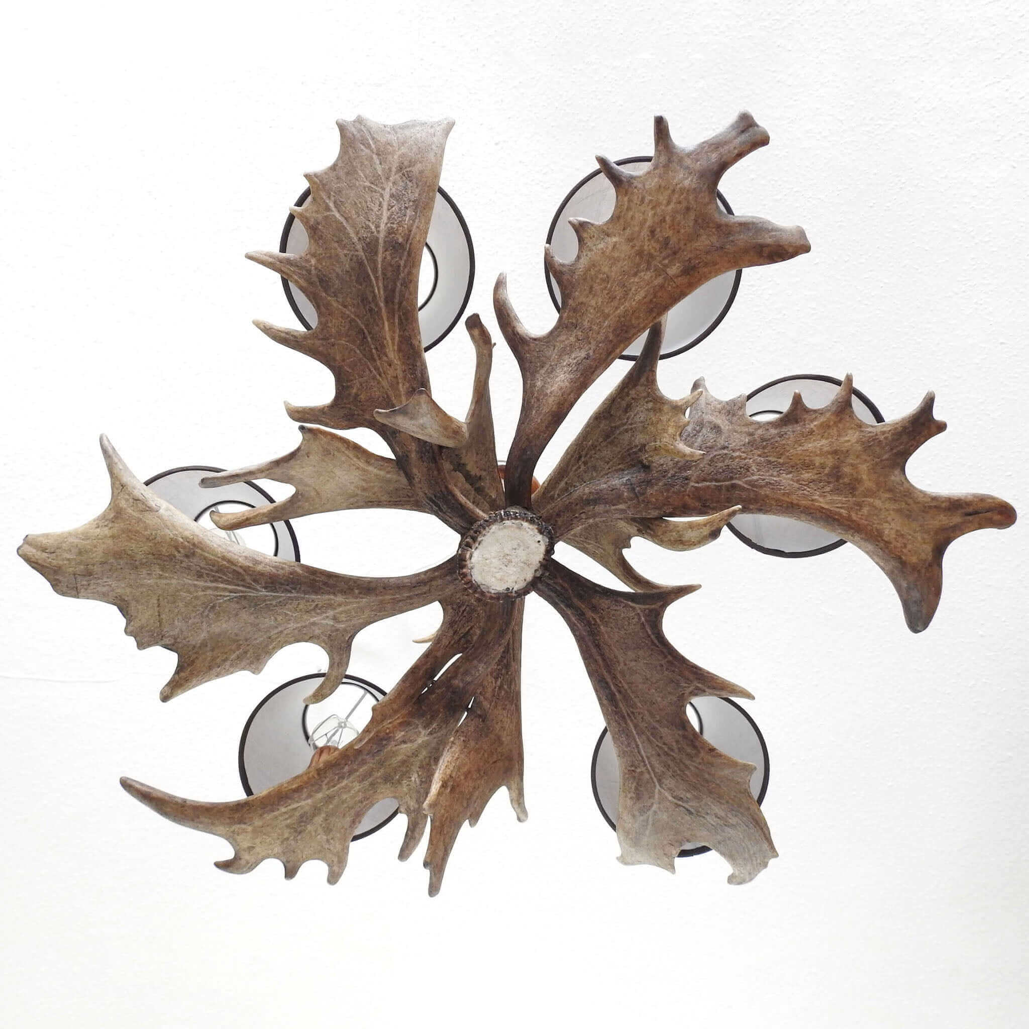 Fallow deer antler chandelier with shades, view from the bottom.