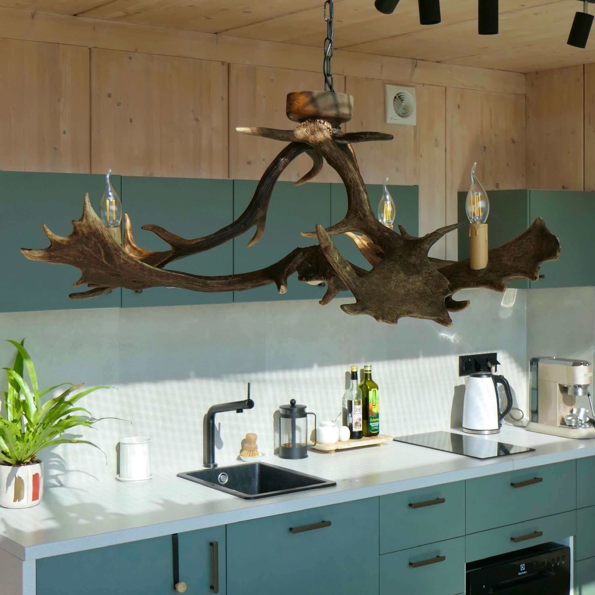 Antler chandelier made of fallow deer, in dinning room.