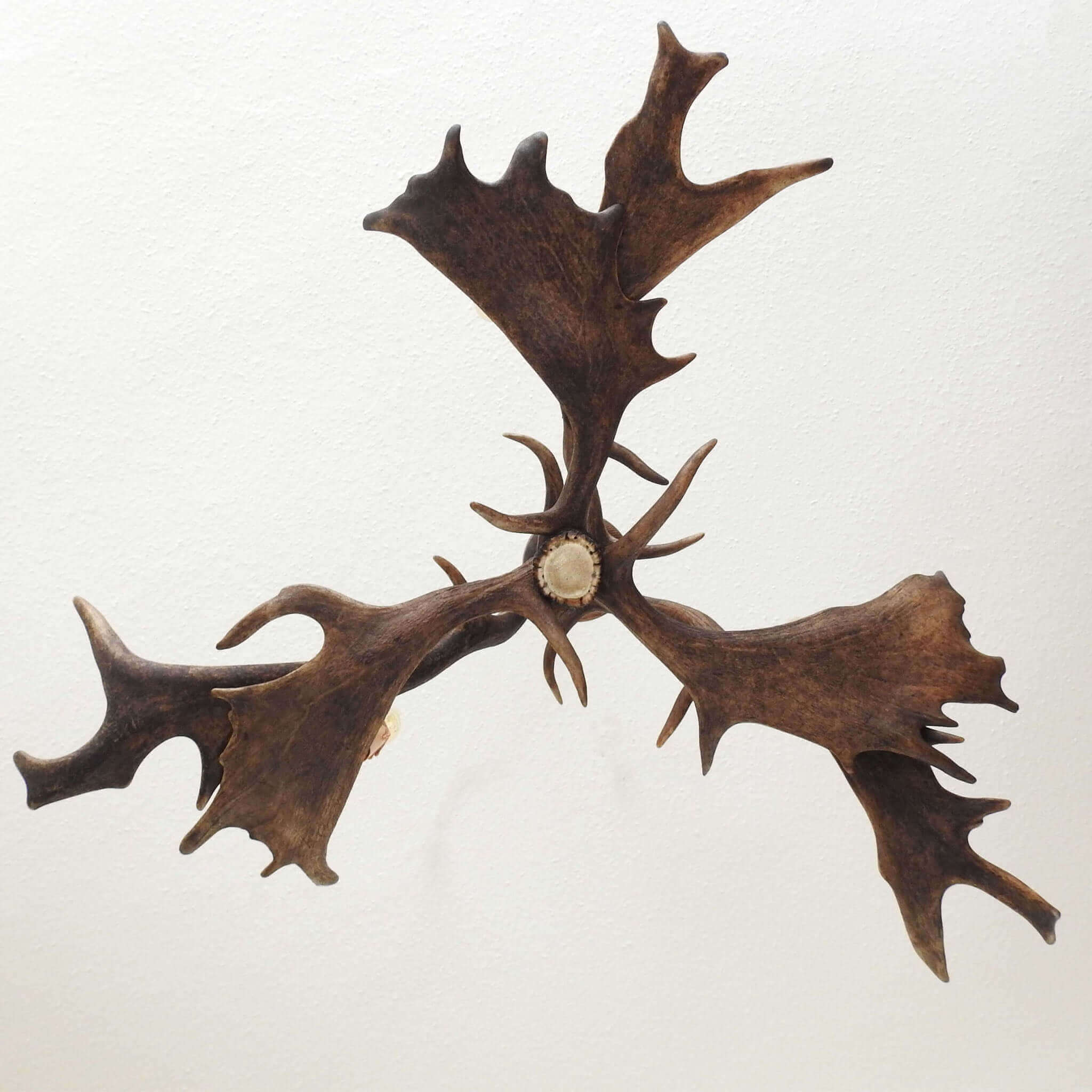 Small antler chandelier made of fallow deer antlers, view from the bottom.