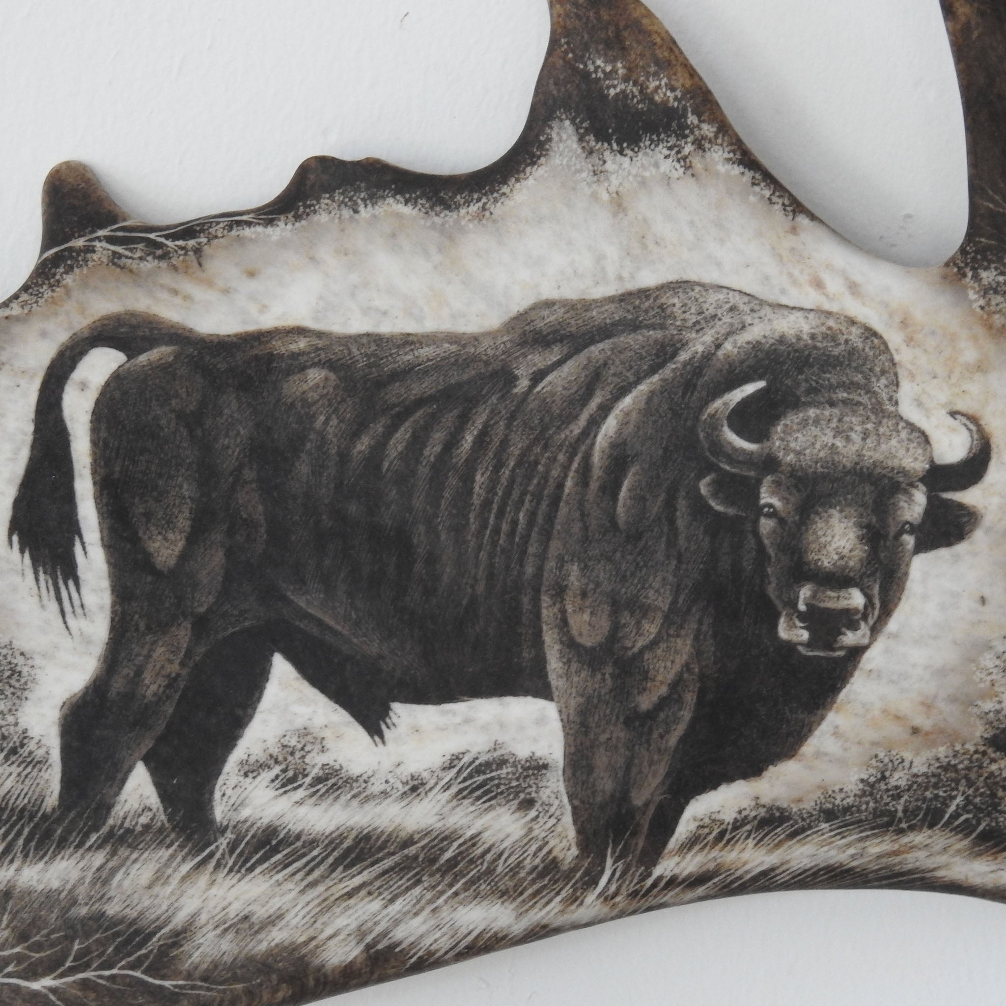 Antler carving shows bison.