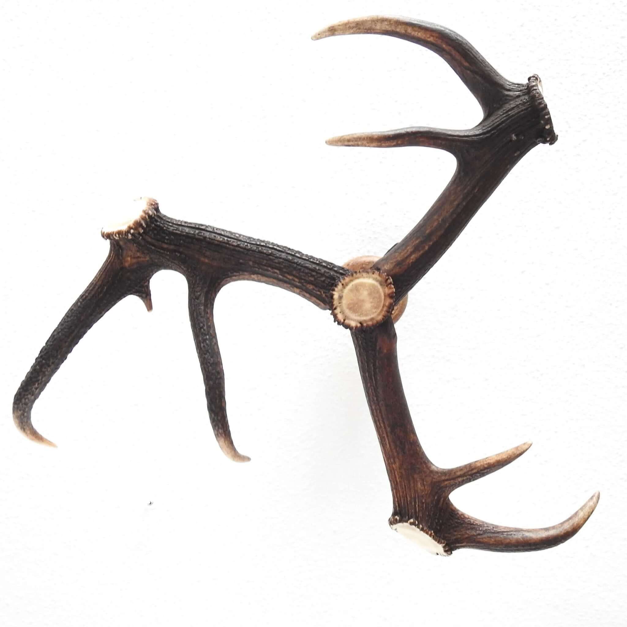 Antler chandelier, view from the bottom.